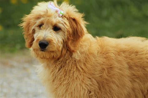  When you choose a Goldendoodle, rest assured you are getting an intelligent, athletic, loving companion, the whole family can enjoy